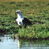Chobe - African Eagle